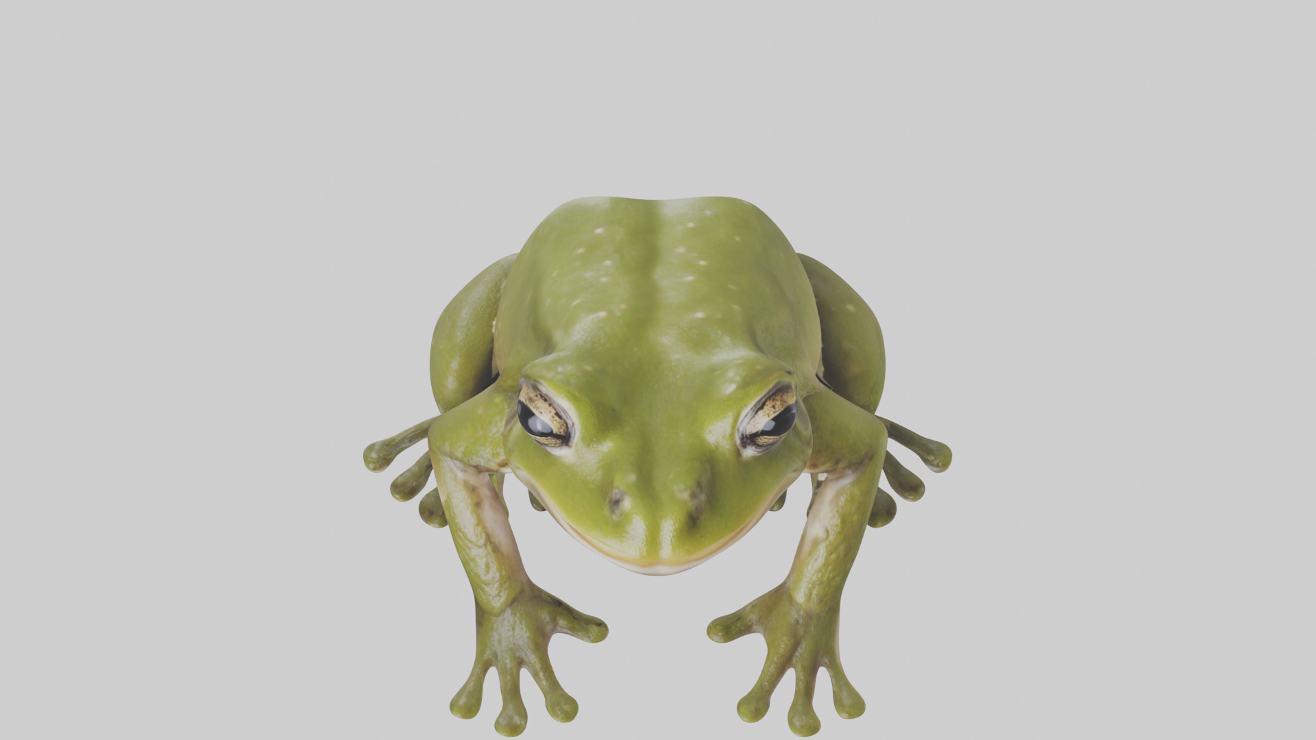 Hairy Frog sitting model Low-poly 3D model_16