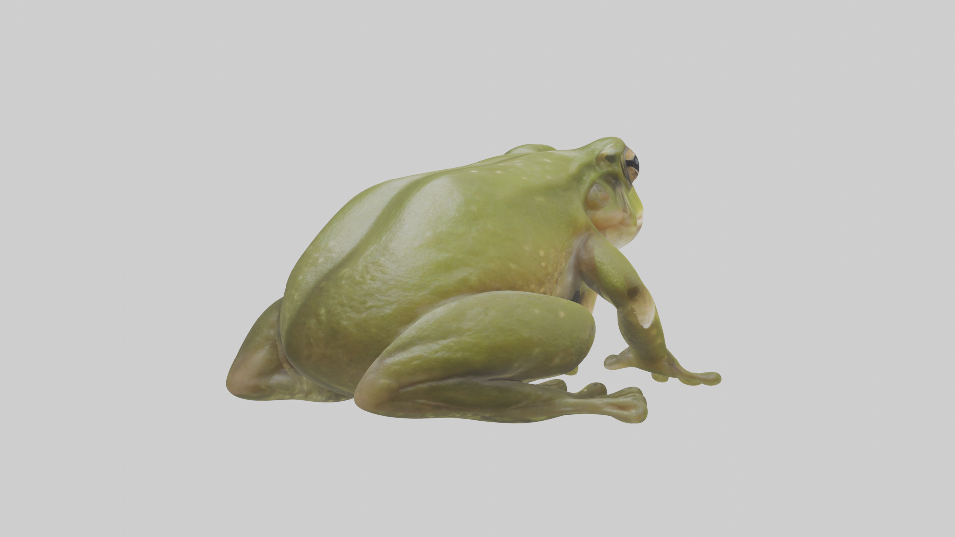 Hairy Frog sitting model Low-poly 3D model_5