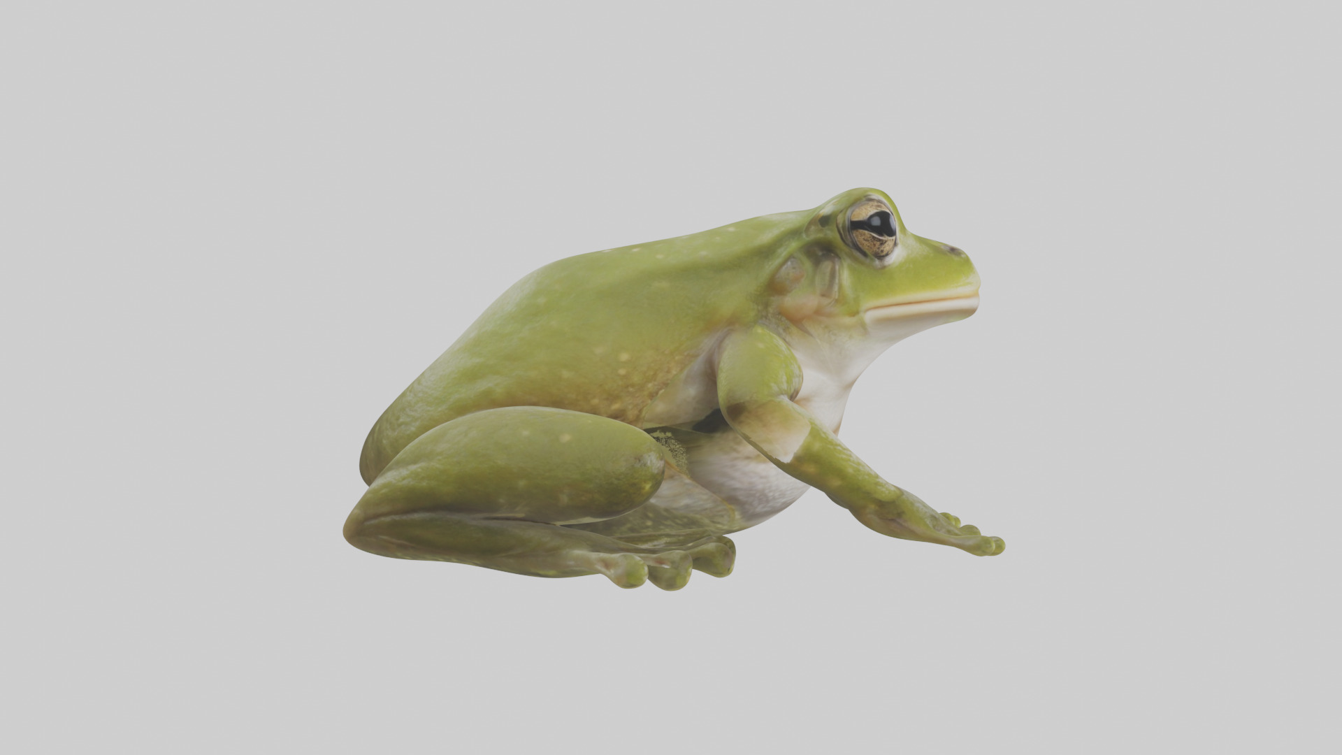 Hairy Frog sitting model Low-poly 3D model_13