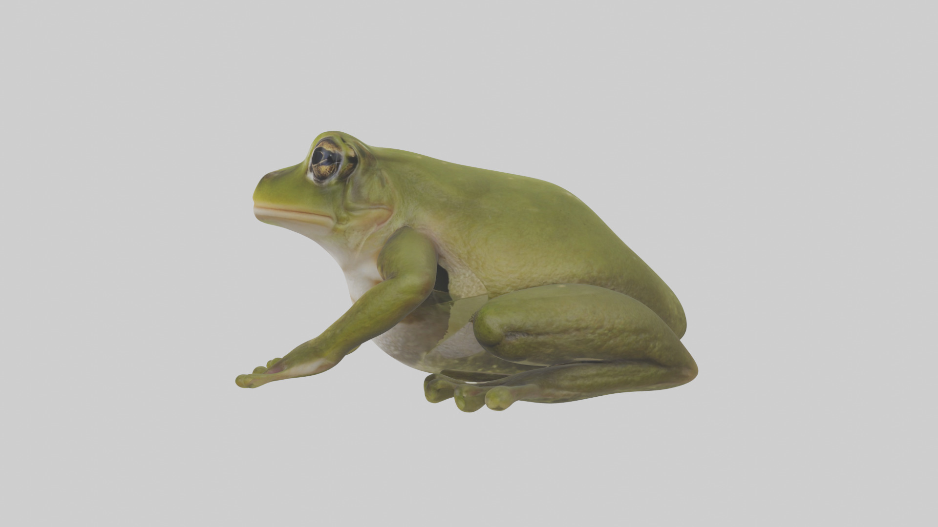 Hairy Frog sitting model Low-poly 3D model_12