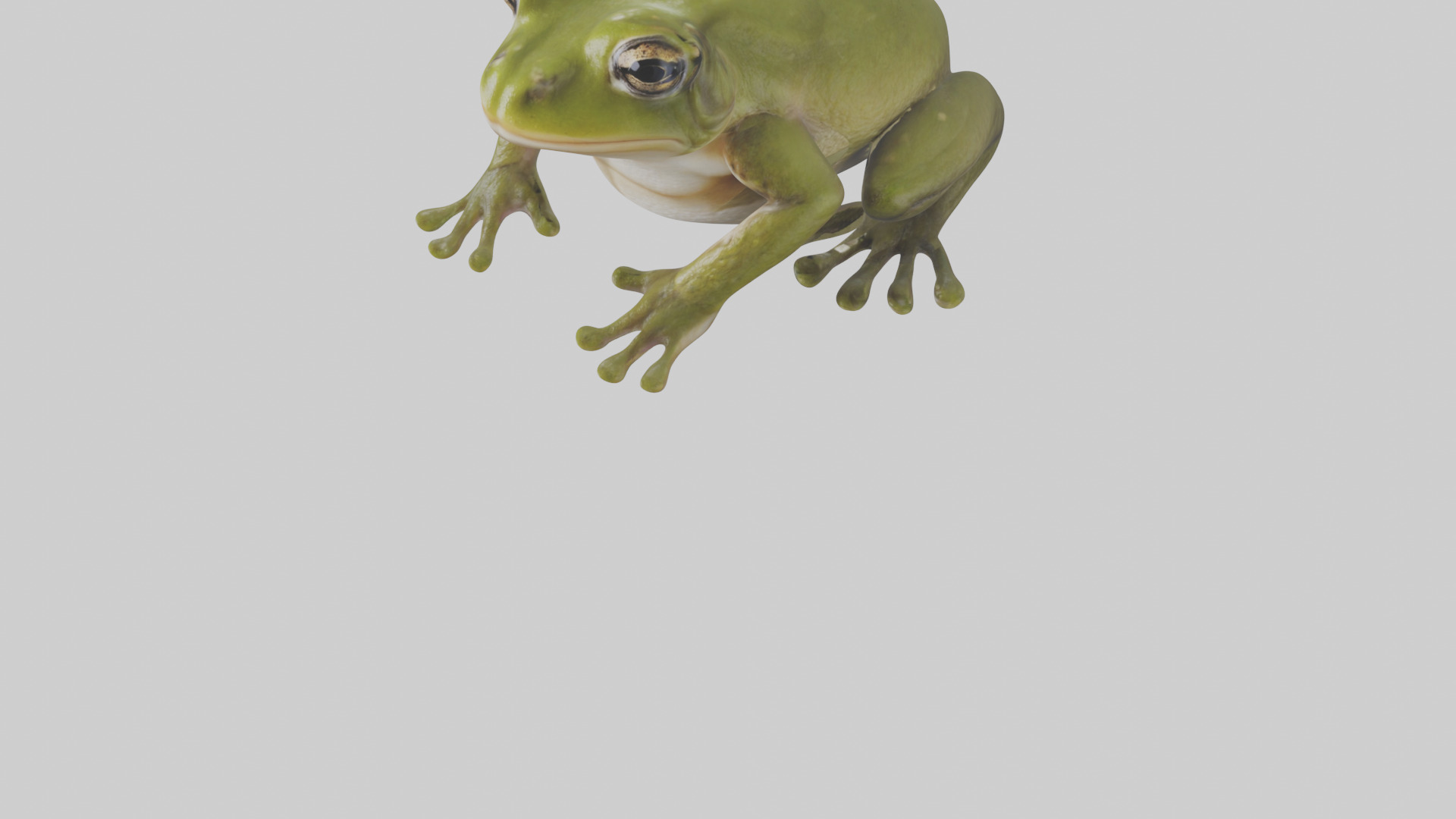 Hairy Frog sitting model Low-poly 3D model_8