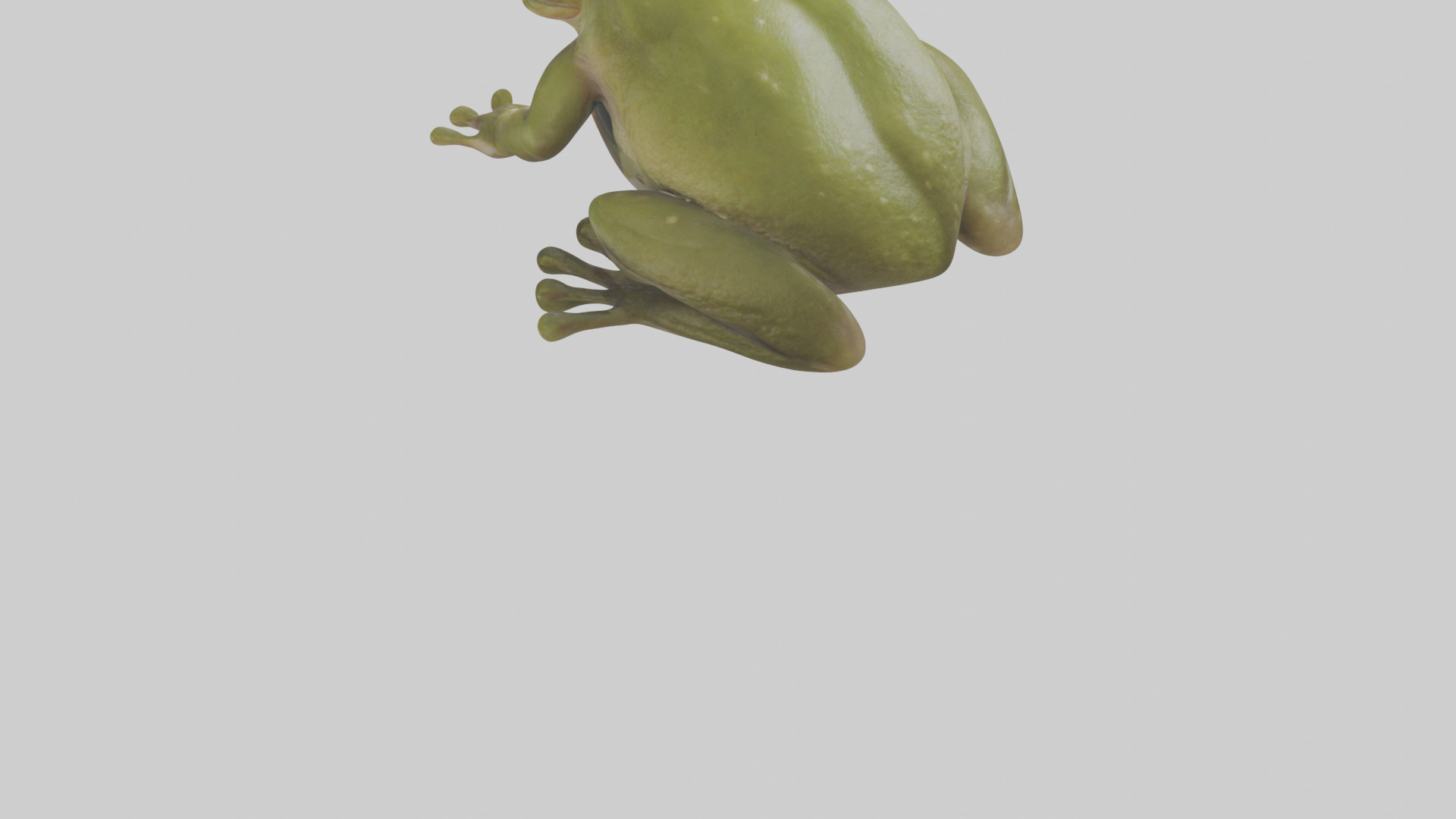 Hairy Frog sitting model Low-poly 3D model_6