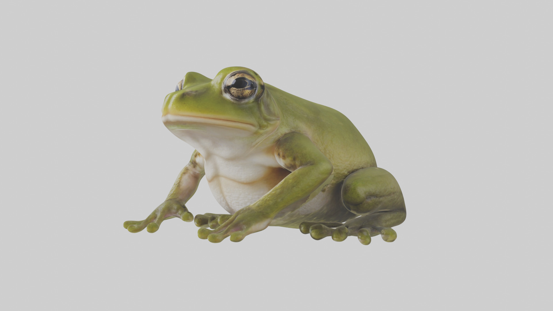 Hairy Frog sitting model Low-poly 3D model_10