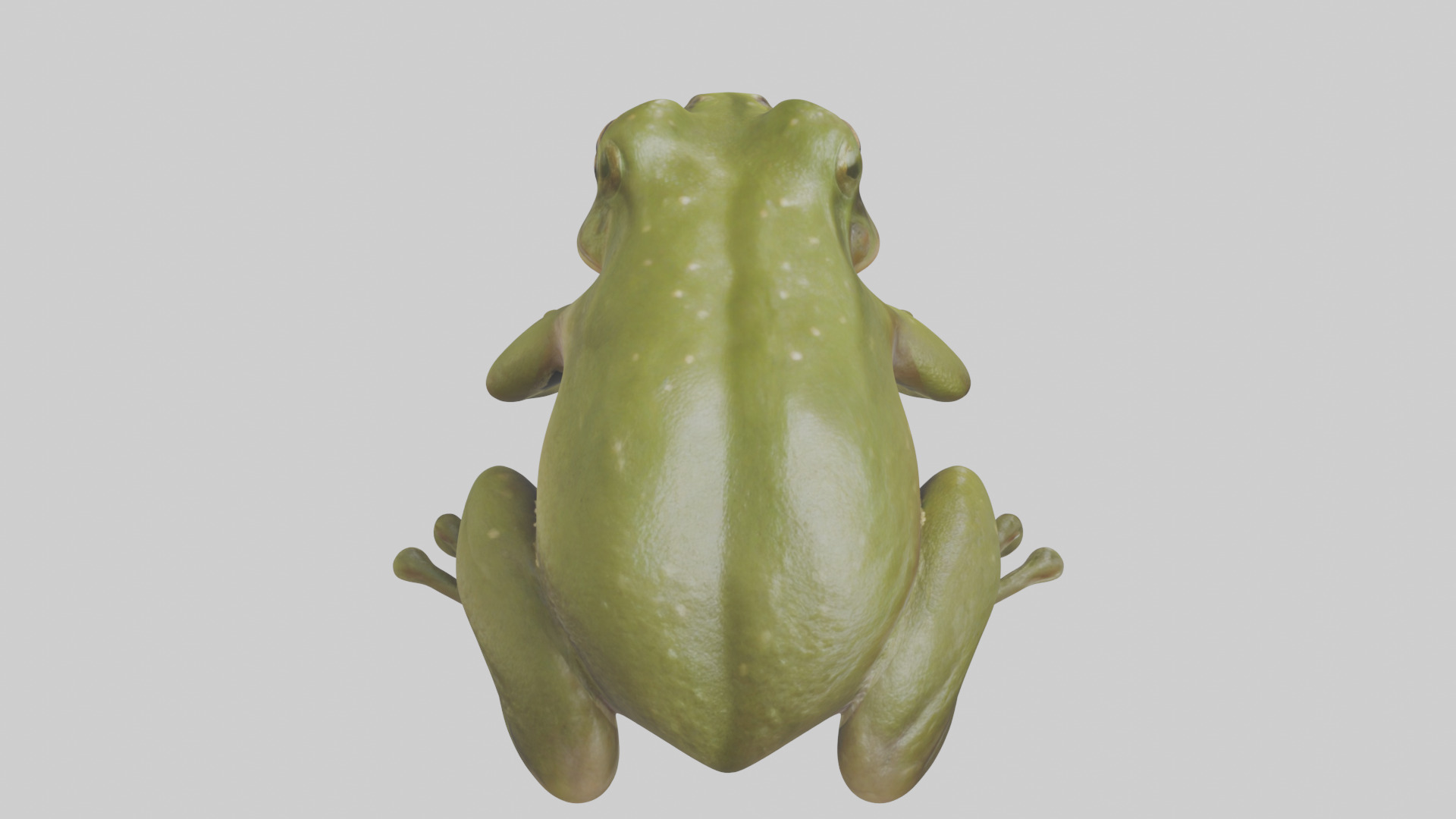 Hairy Frog sitting model Low-poly 3D model_15