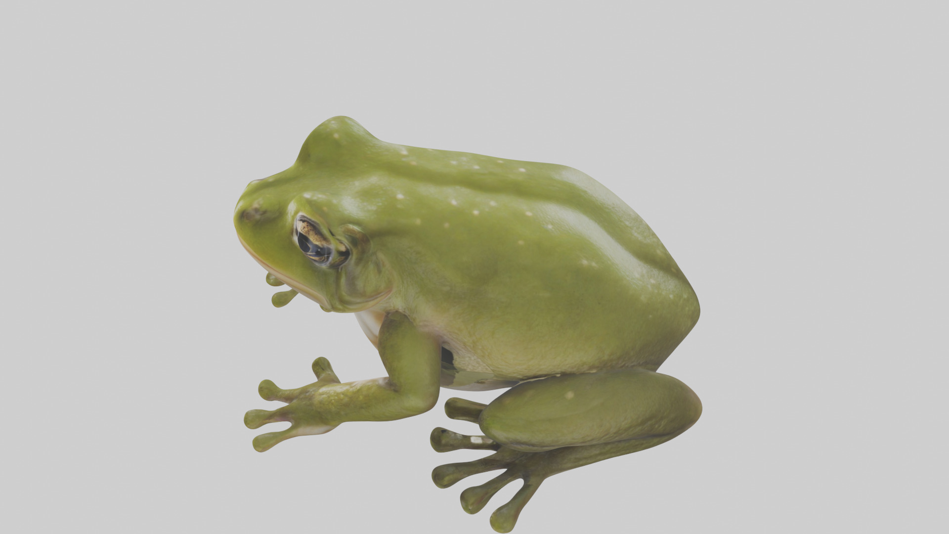 Hairy Frog sitting model Low-poly 3D model_17