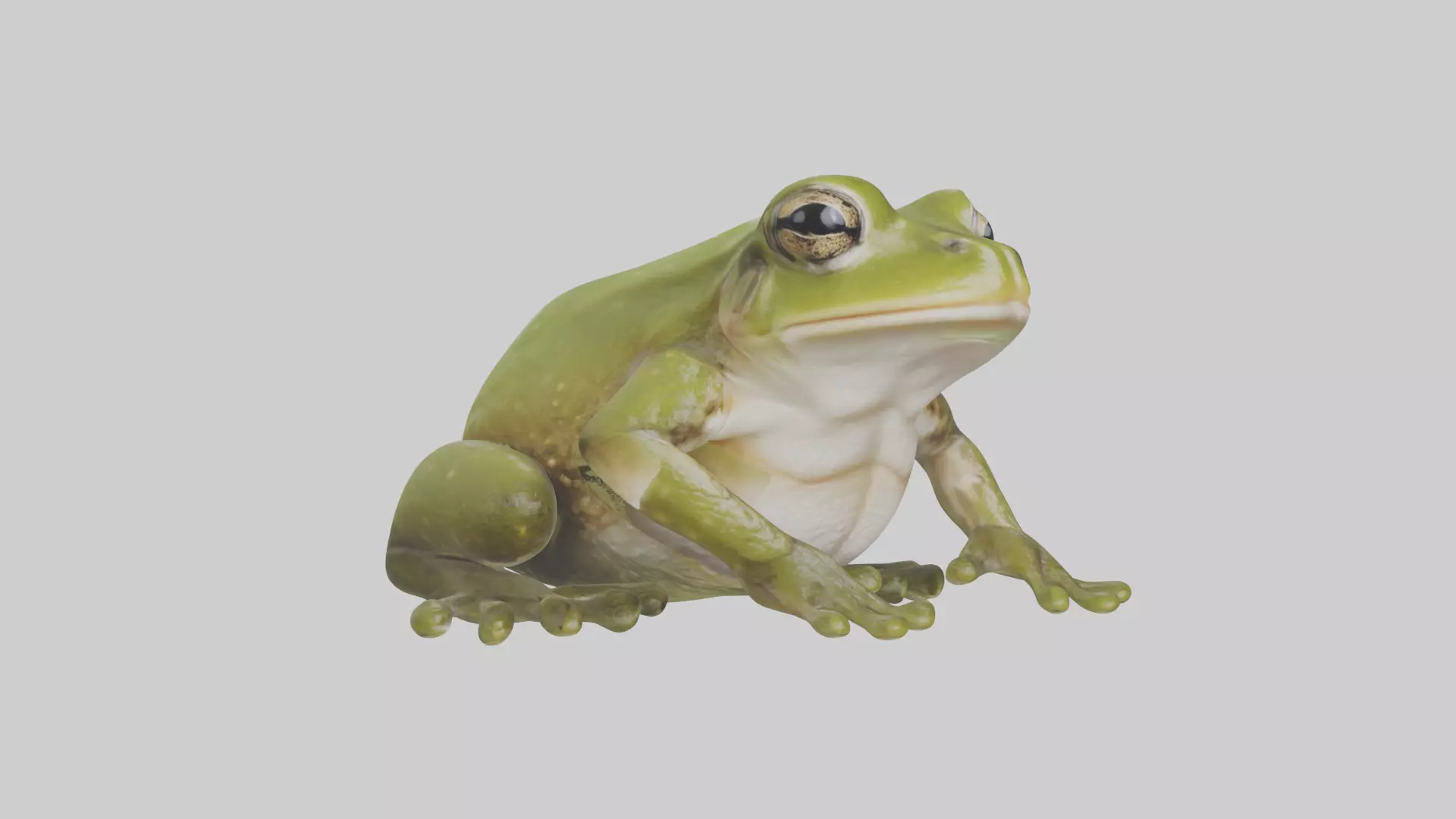 Hairy Frog sitting model Low-poly 3D model_0