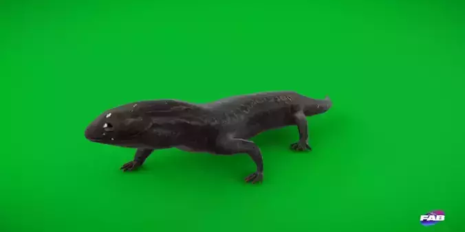 Salamander Low-poly 3D model