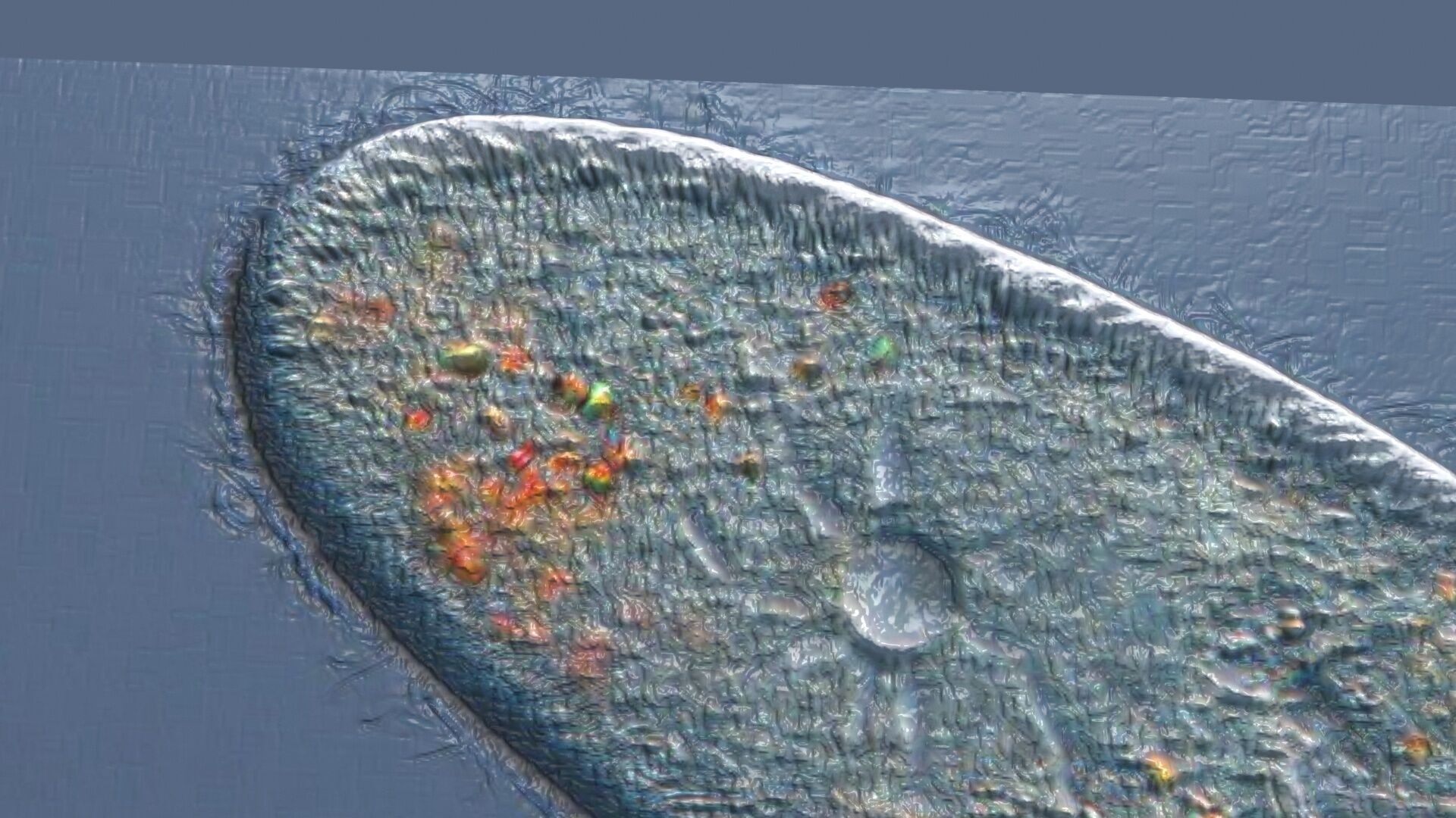Paramecium 3D model_2