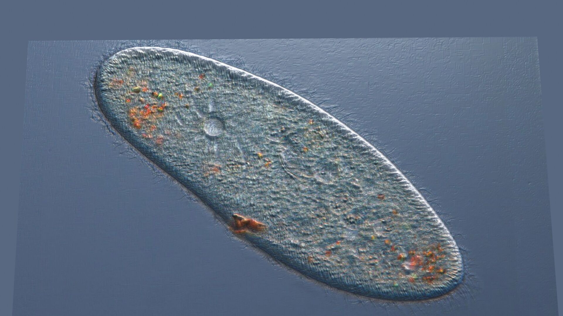 Paramecium 3D model_3