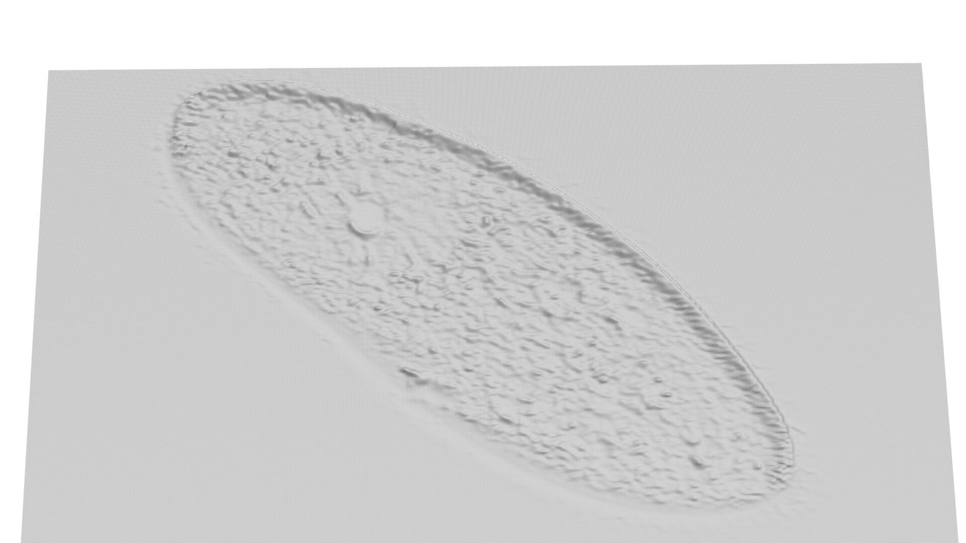 Paramecium 3D model_4
