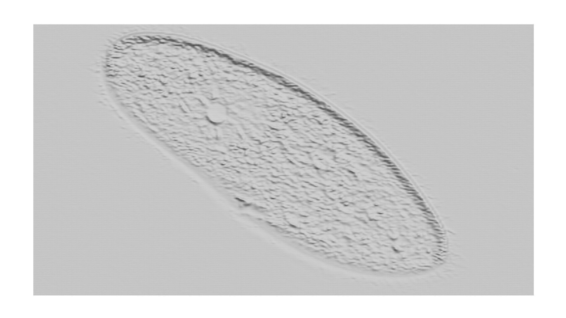 Paramecium 3D model_8
