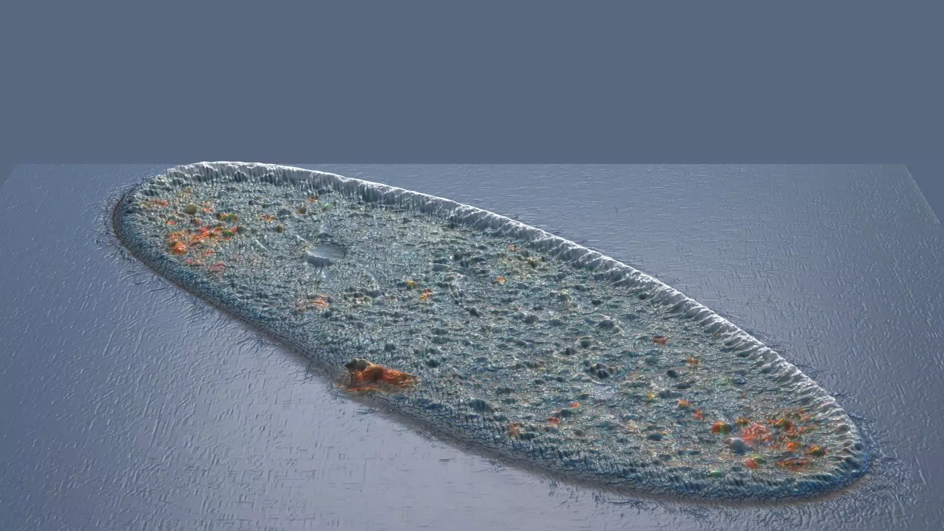 Paramecium 3D model_0