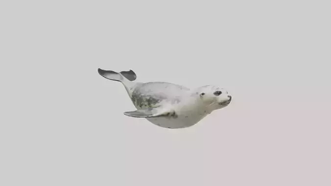 Harbor Seal diving model Low-poly 3D model