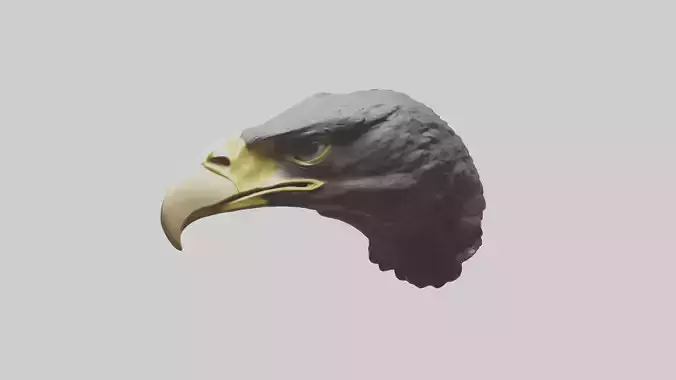Hawk Beak Model Low-poly 3D model