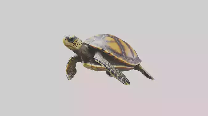 Hawksbill Turtle statue model