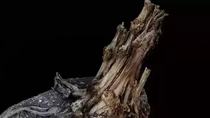 old tree broken stump photogrammetry