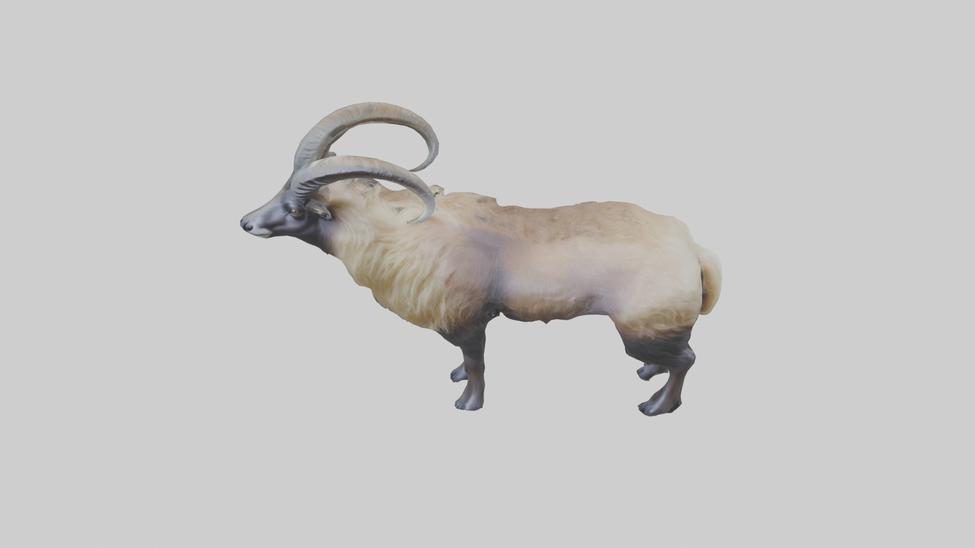Himalayan Tahr standing model Low-poly 3D model_16