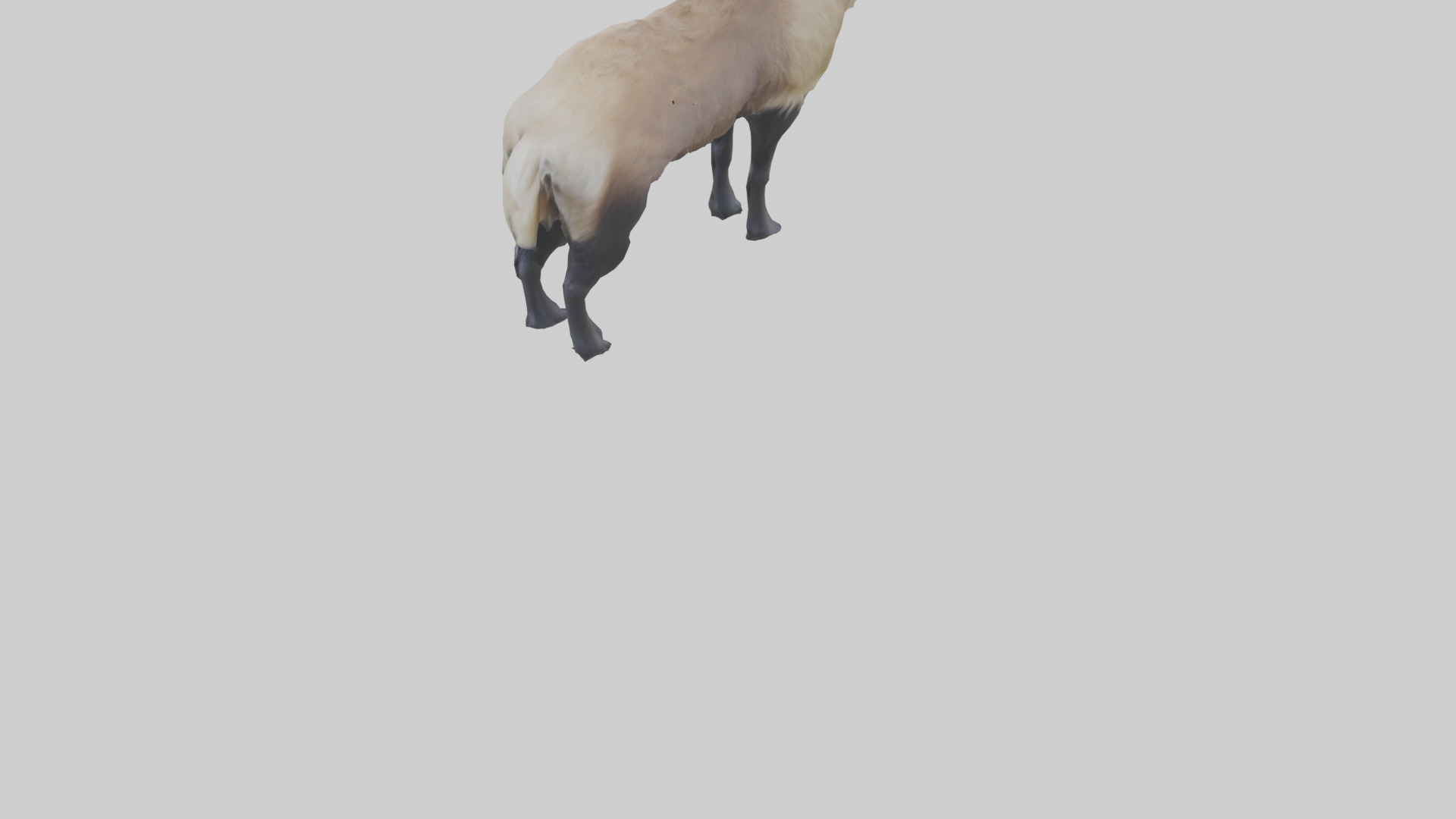 Himalayan Tahr standing model Low-poly 3D model_3