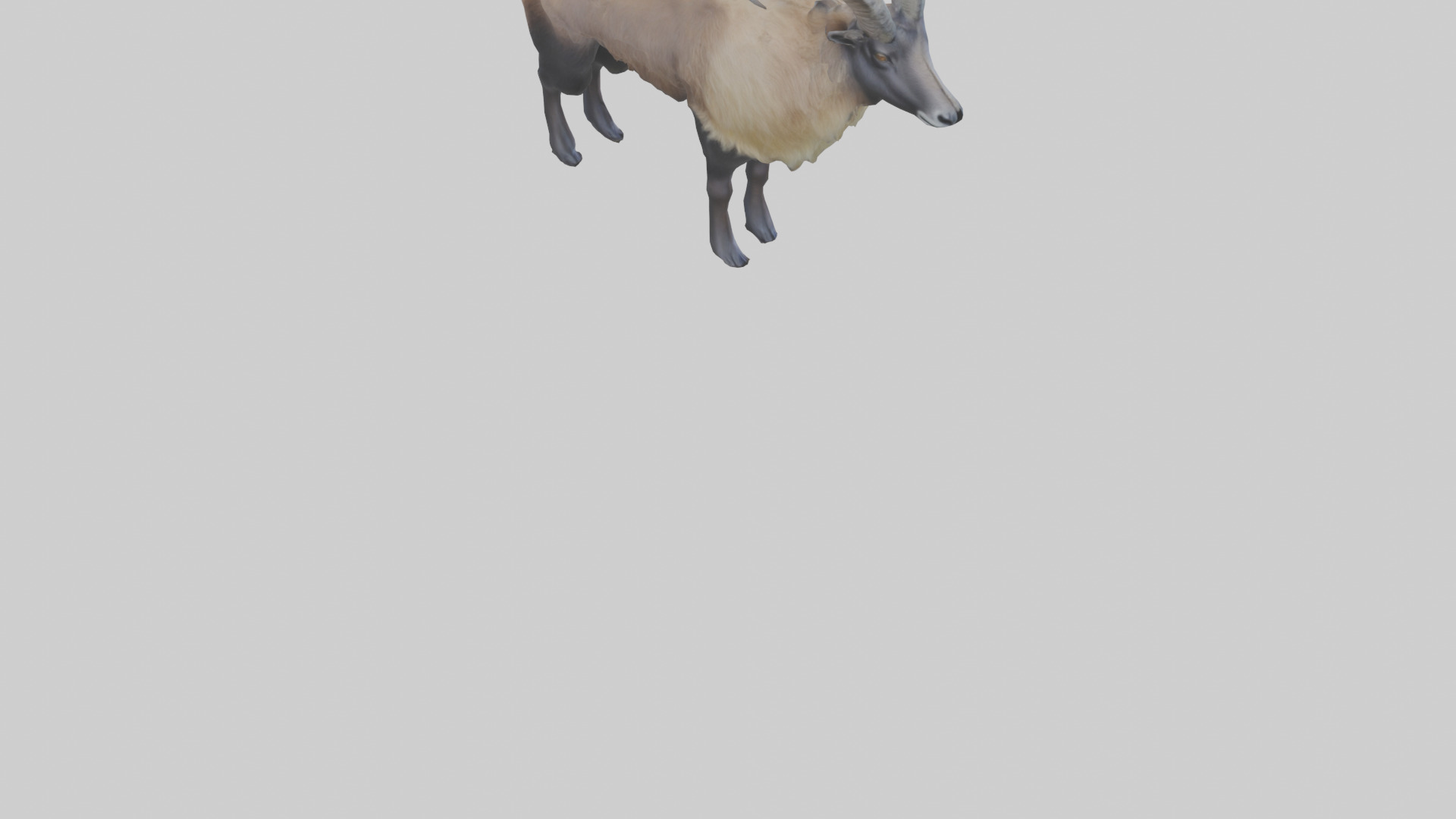 Himalayan Tahr standing model Low-poly 3D model_4