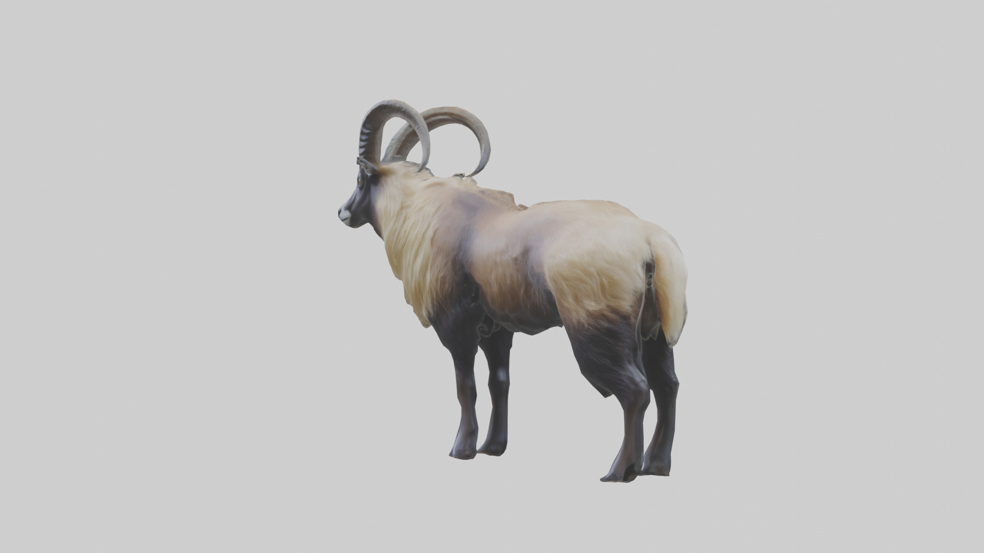 Himalayan Tahr standing model Low-poly 3D model_10