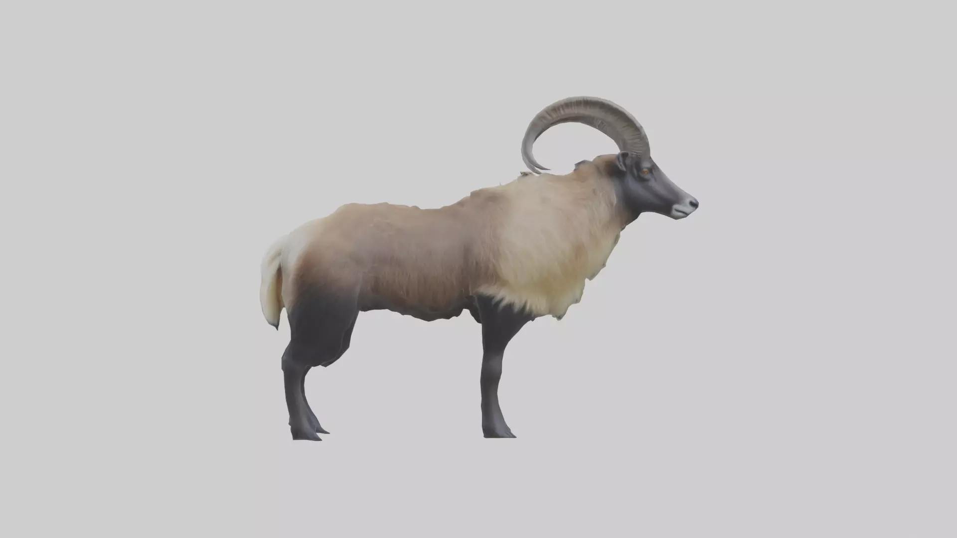 Himalayan Tahr standing model Low-poly 3D model_0