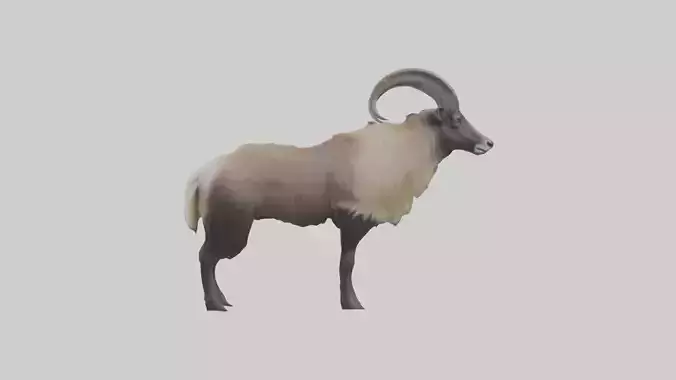 Himalayan Tahr standing model Low-poly 3D model