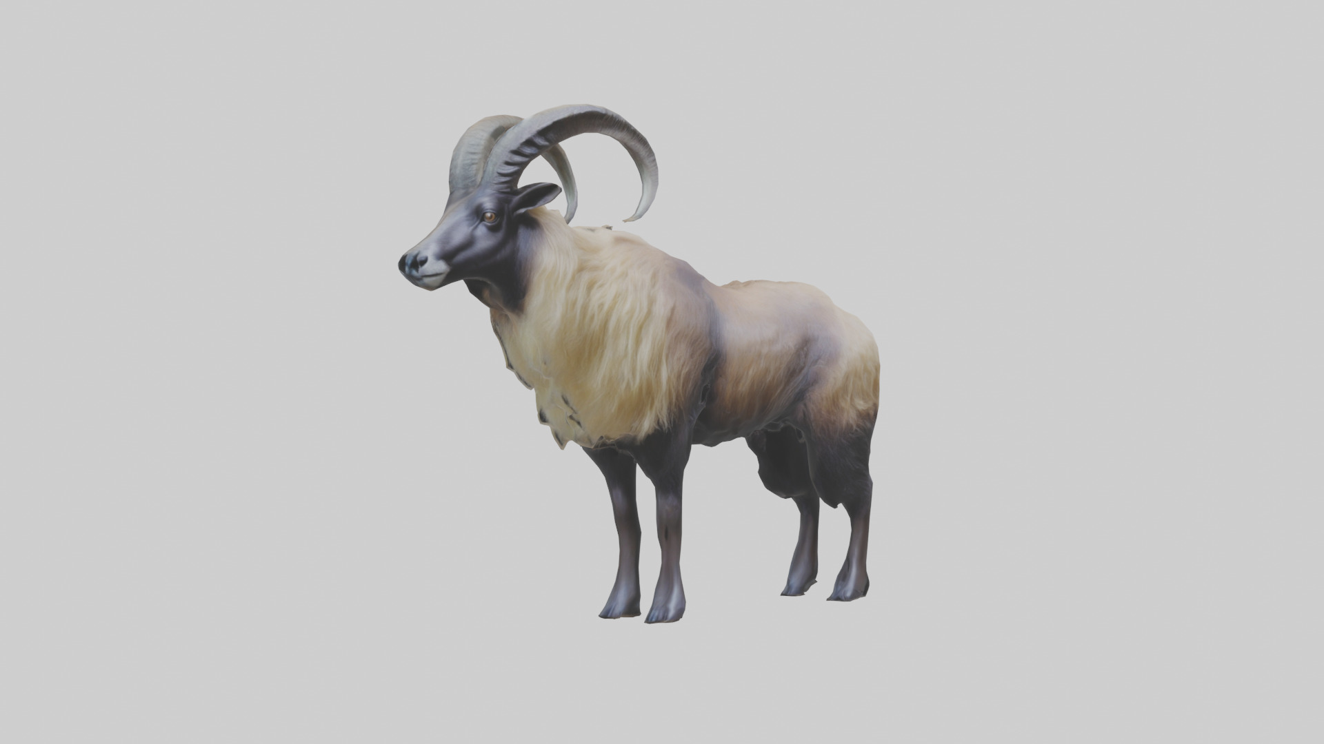 Himalayan Tahr standing model Low-poly 3D model_11