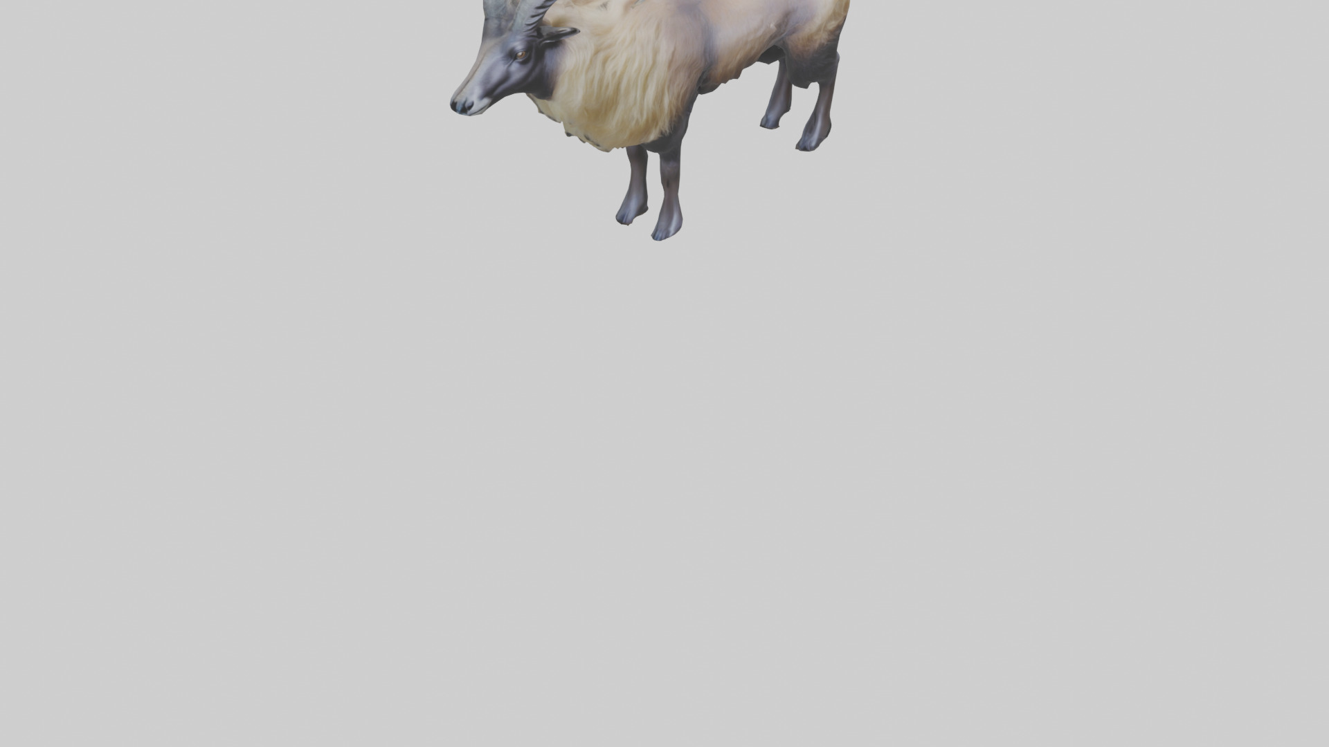 Himalayan Tahr standing model Low-poly 3D model_6