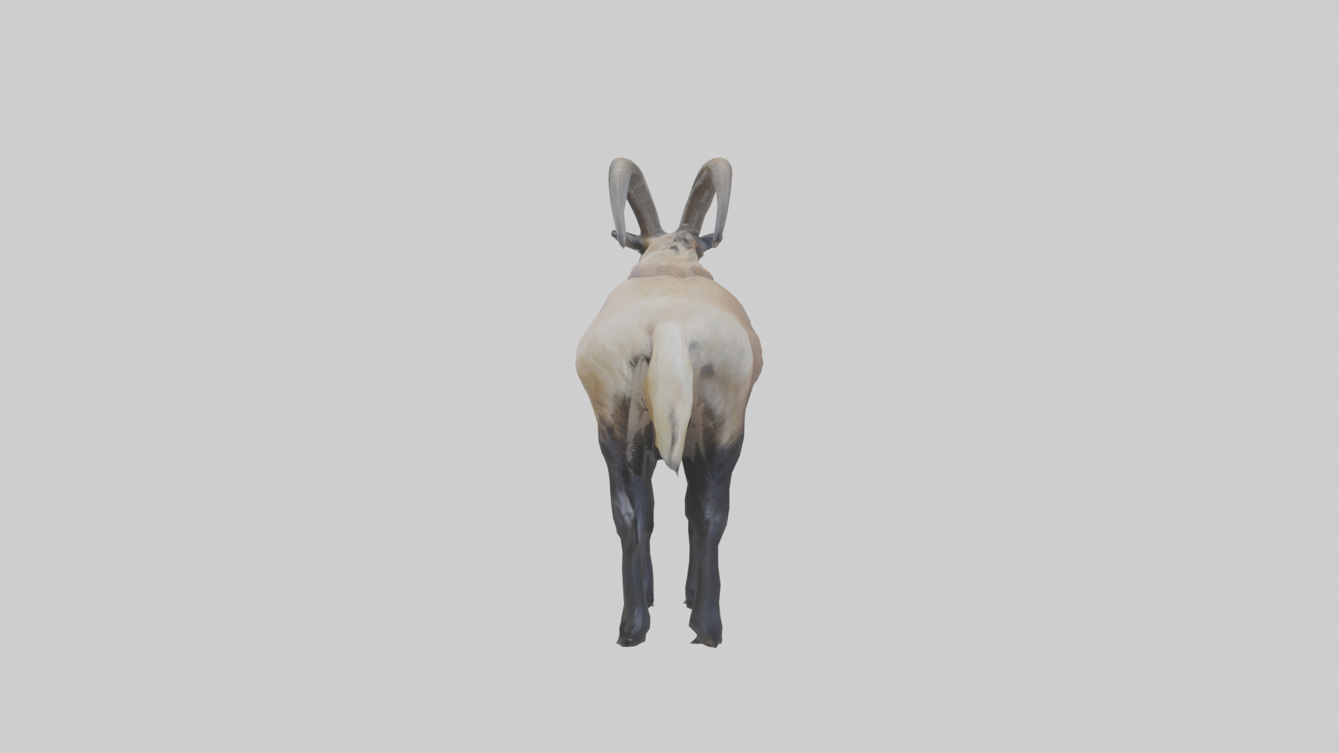 Himalayan Tahr standing model Low-poly 3D model_12