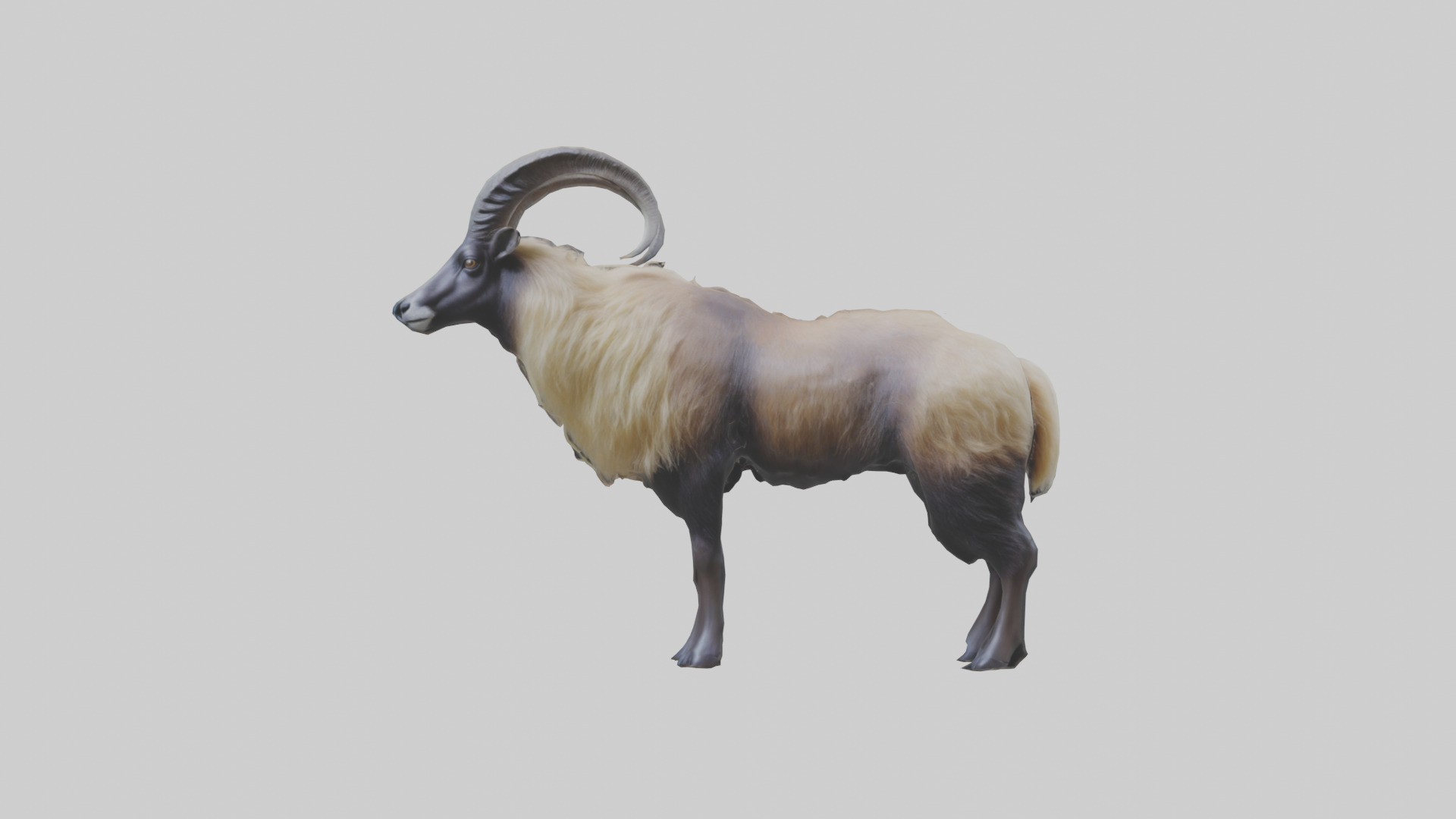 Himalayan Tahr standing model Low-poly 3D model_9