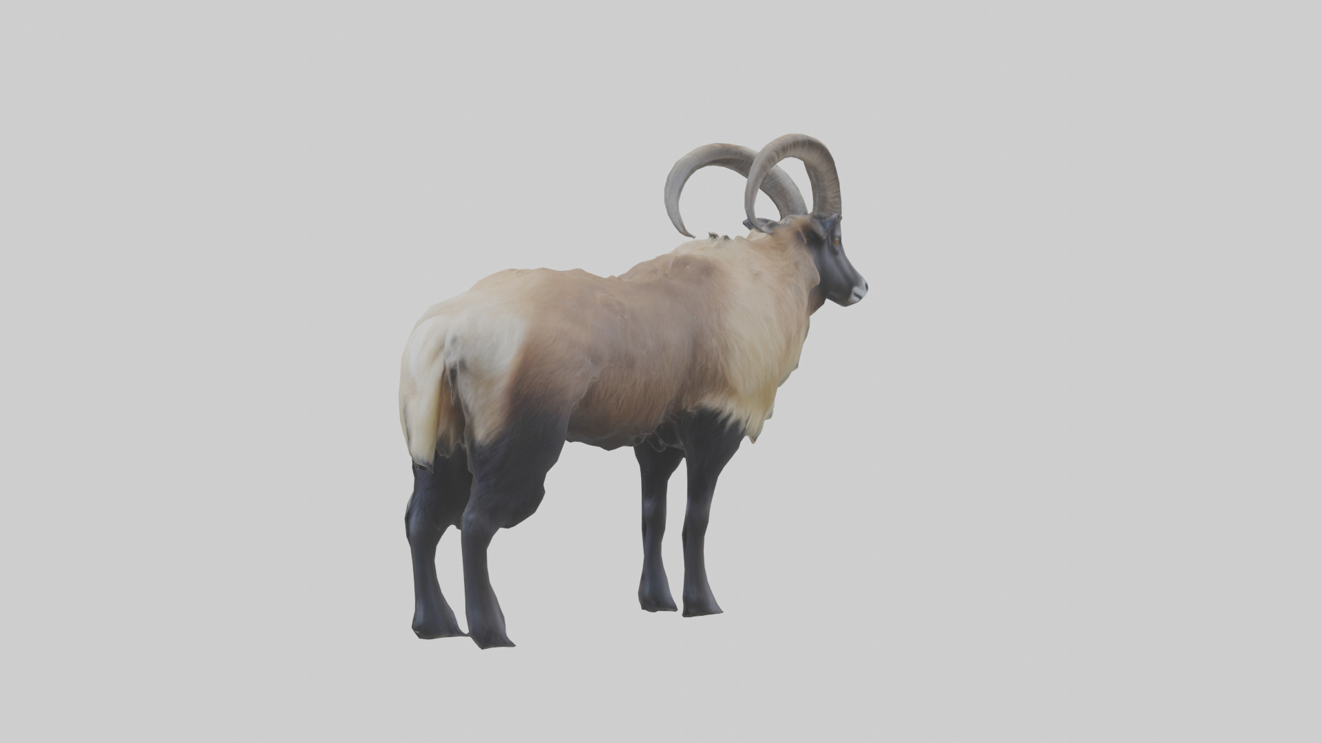Himalayan Tahr standing model Low-poly 3D model_1