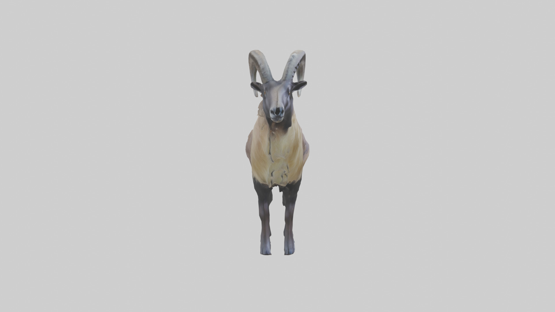 Himalayan Tahr standing model Low-poly 3D model_13
