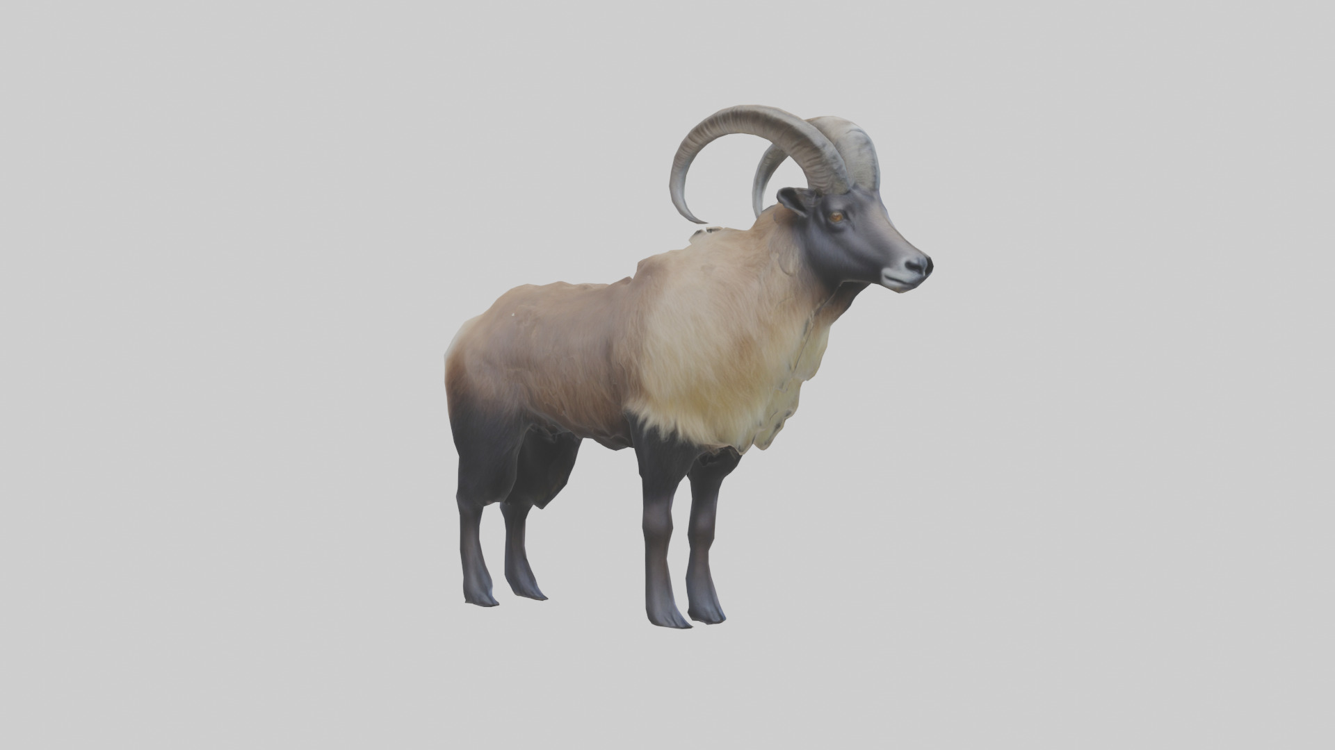 Himalayan Tahr standing model Low-poly 3D model_2