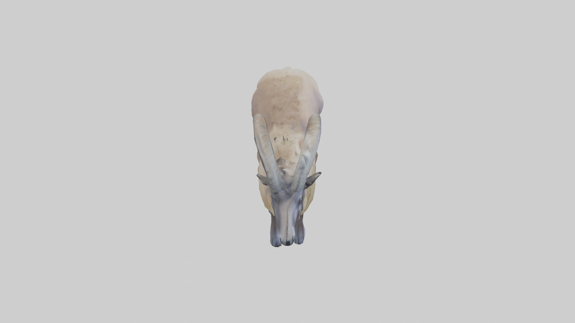 Himalayan Tahr standing model Low-poly 3D model_18
