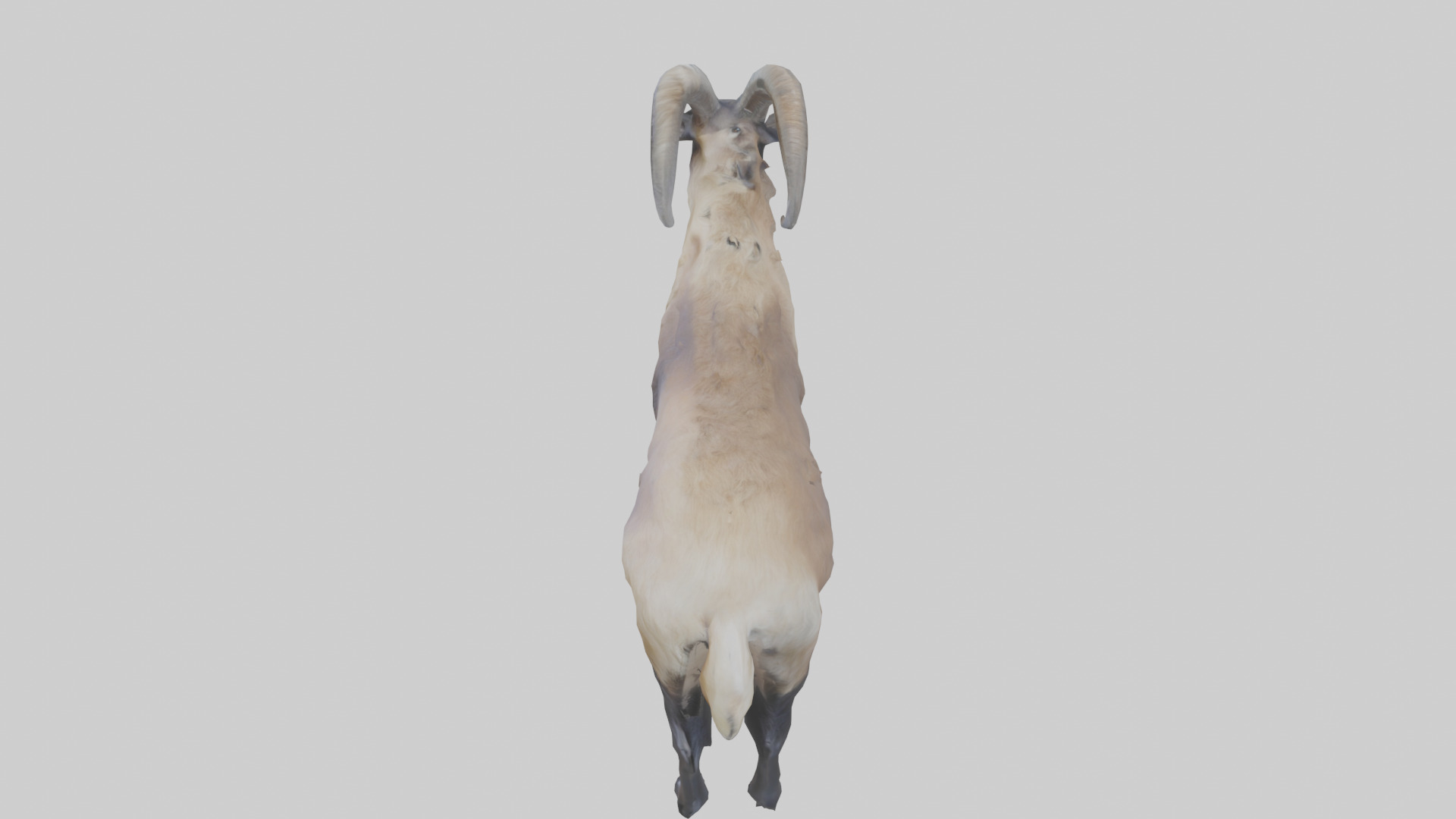 Himalayan Tahr standing model Low-poly 3D model_17