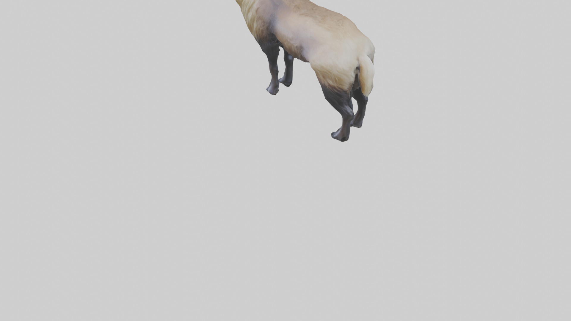 Himalayan Tahr standing model Low-poly 3D model_5