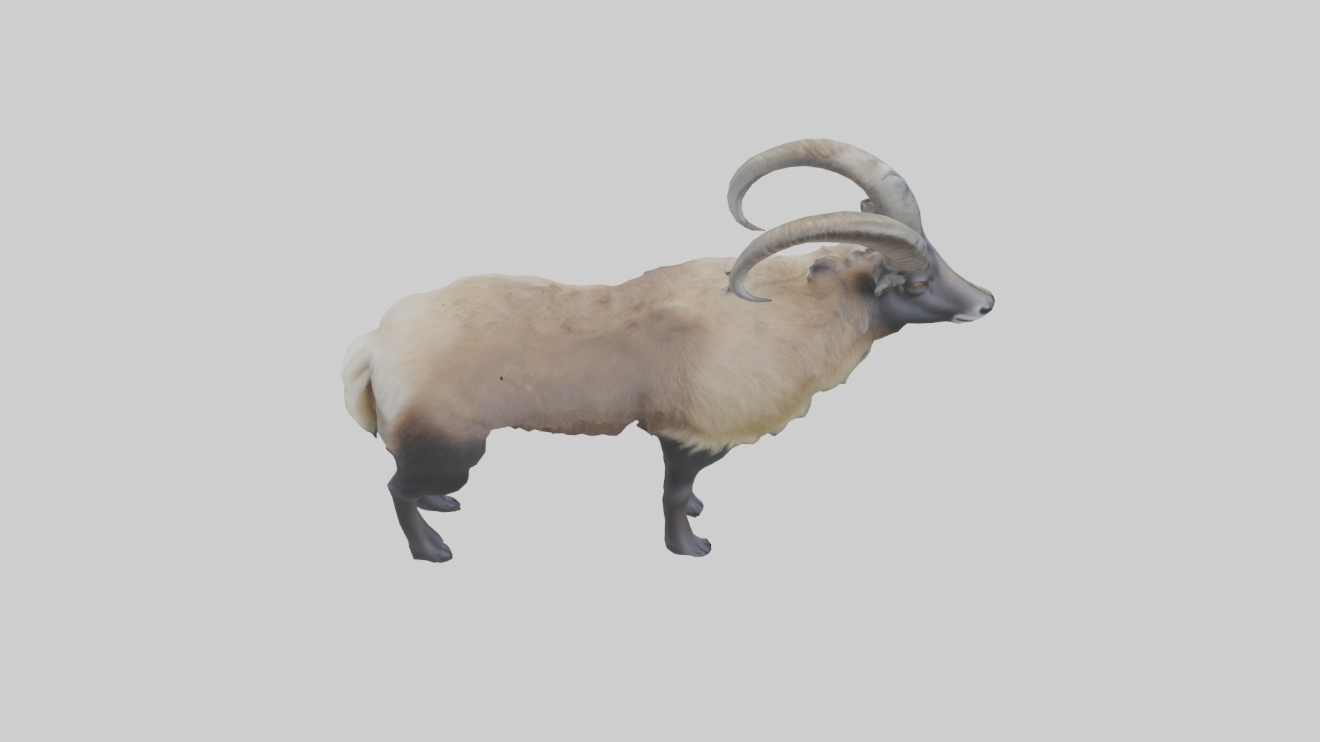 Himalayan Tahr standing model Low-poly 3D model_15