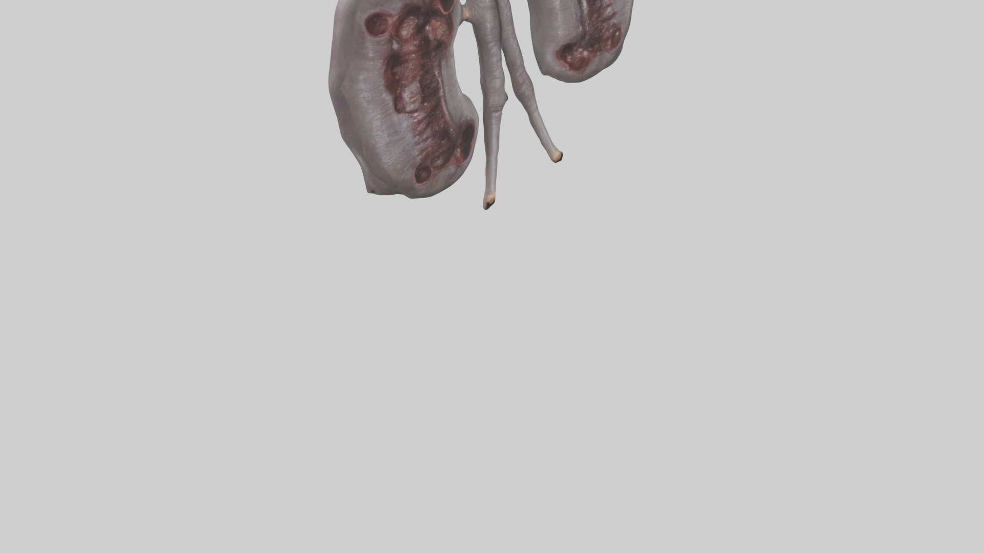 Hippo Kidneys Low-poly 3D model_6