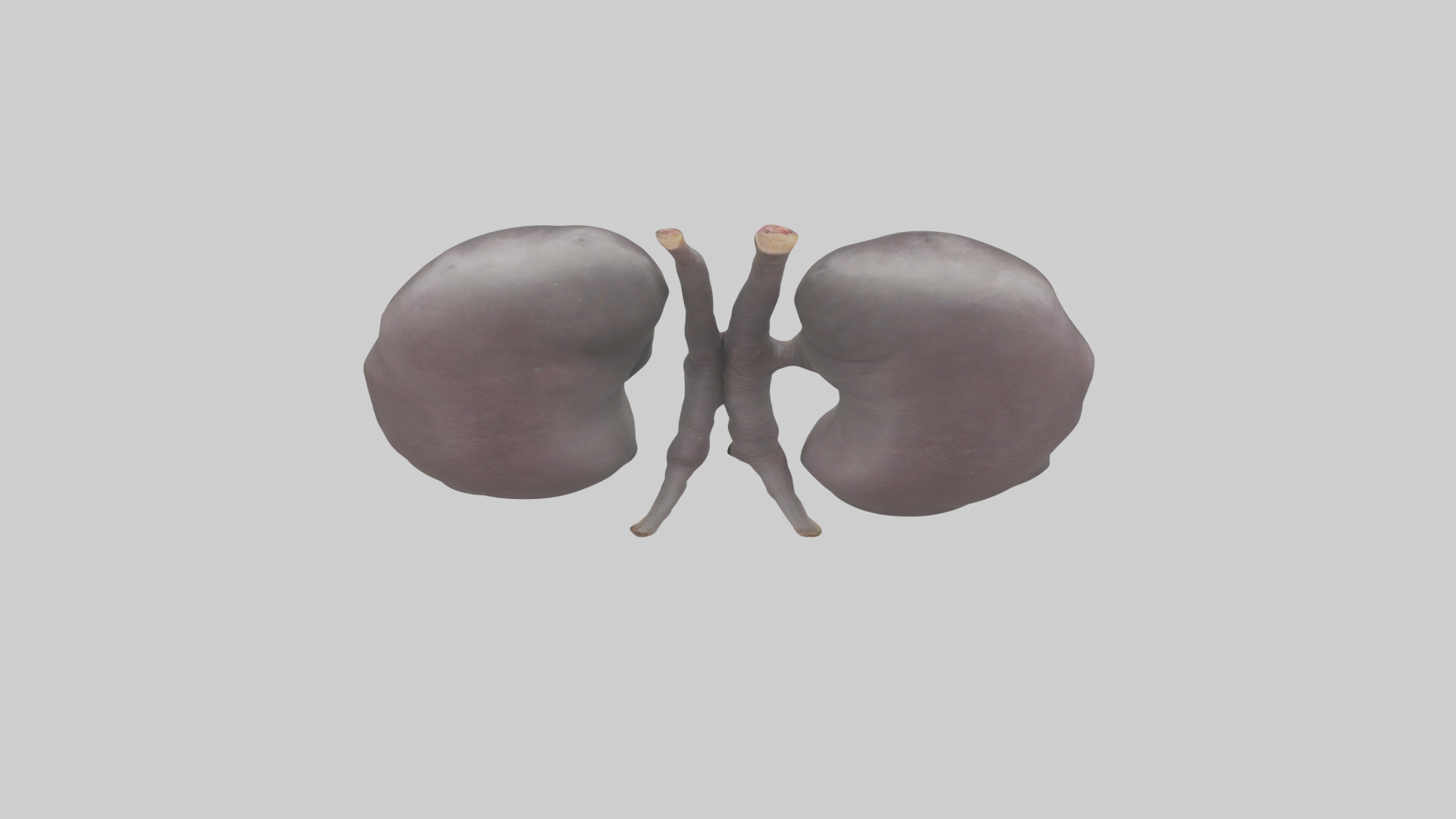 Hippo Kidneys Low-poly 3D model_15