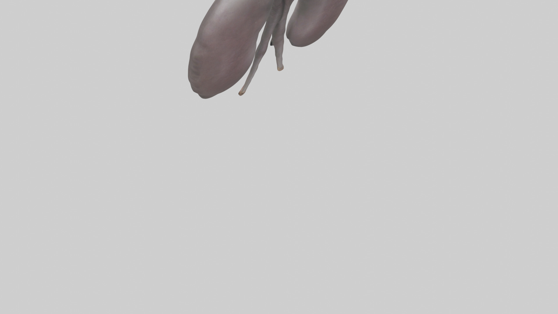 Hippo Kidneys Low-poly 3D model_3