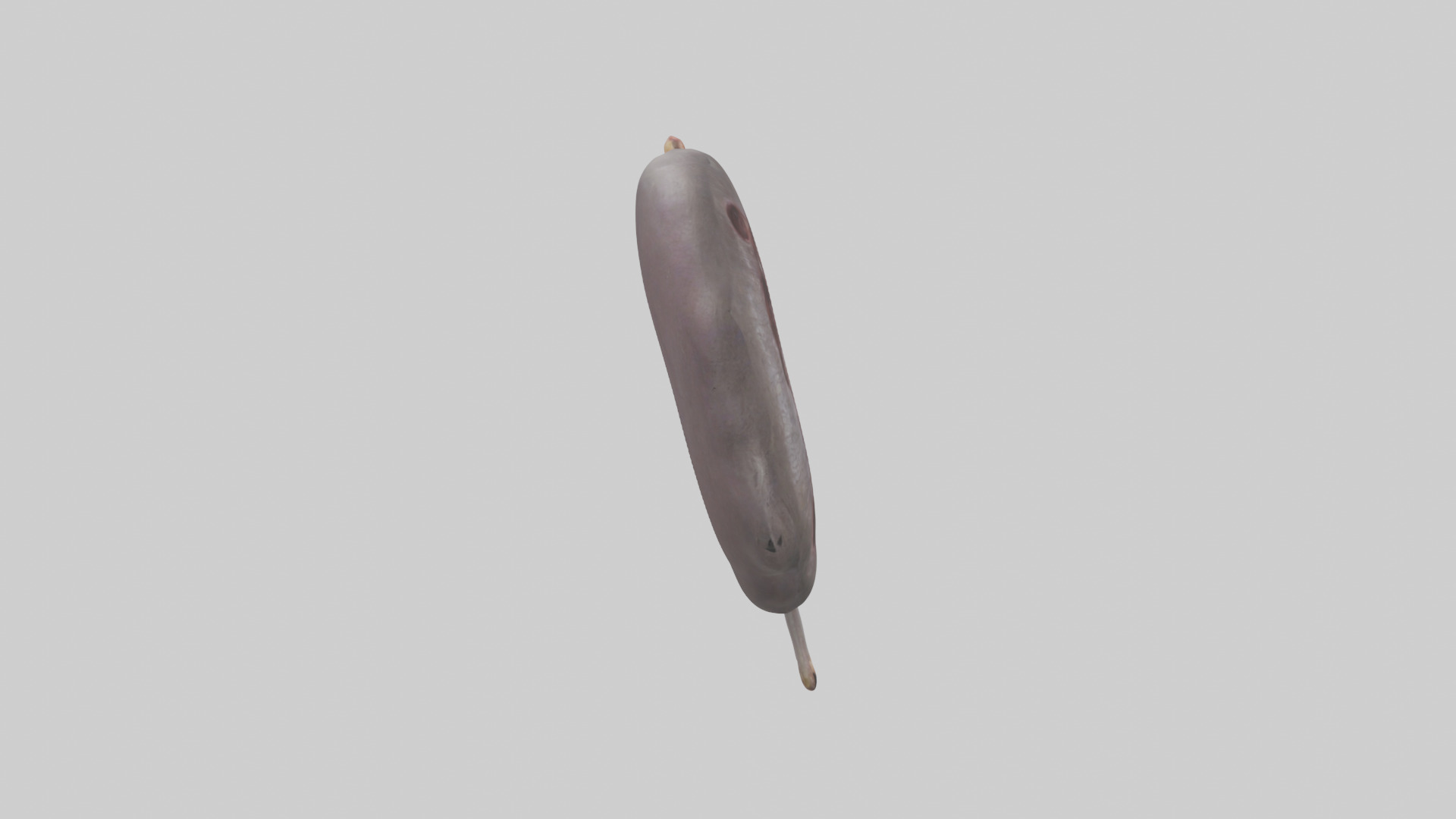 Hippo Kidneys Low-poly 3D model_13