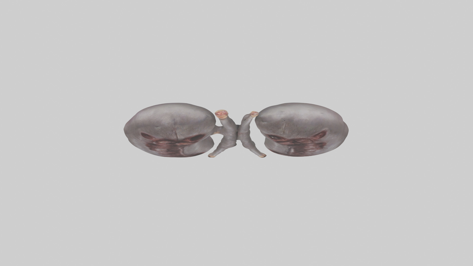 Hippo Kidneys Low-poly 3D model_14