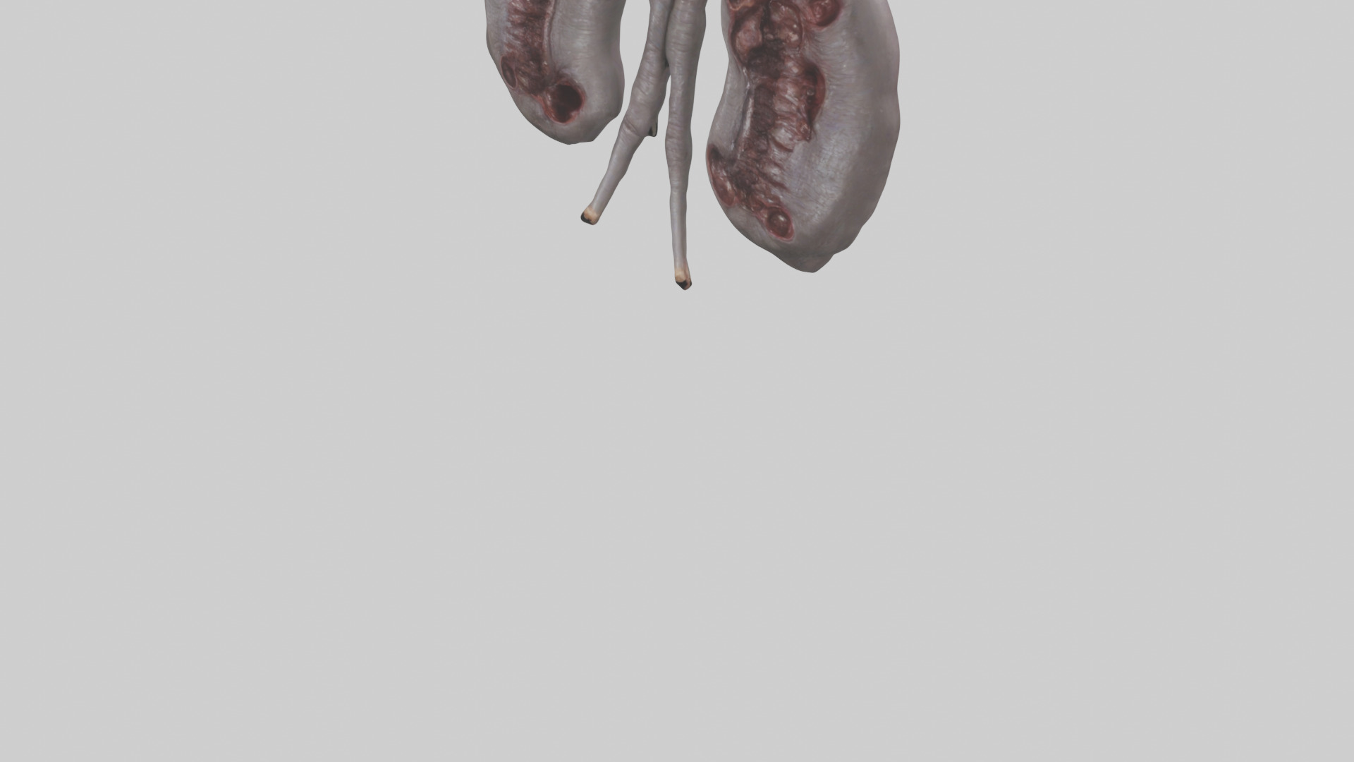 Hippo Kidneys Low-poly 3D model_5
