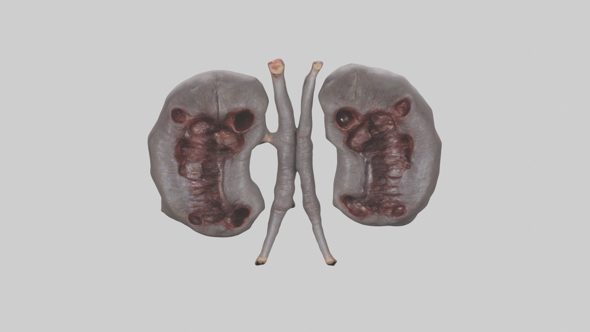 Hippo Kidneys Low-poly 3D model_16