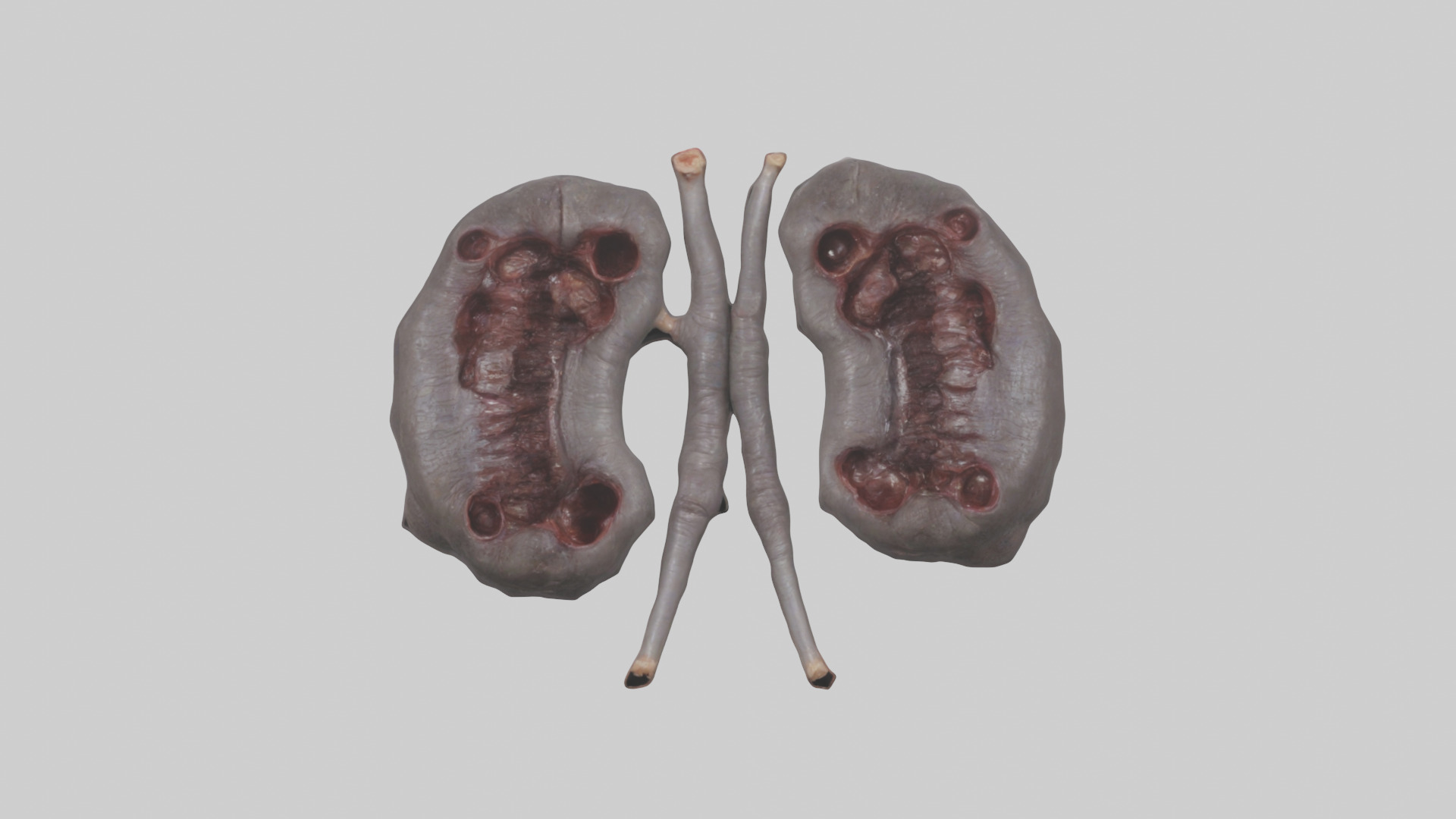 Hippo Kidneys Low-poly 3D model_9