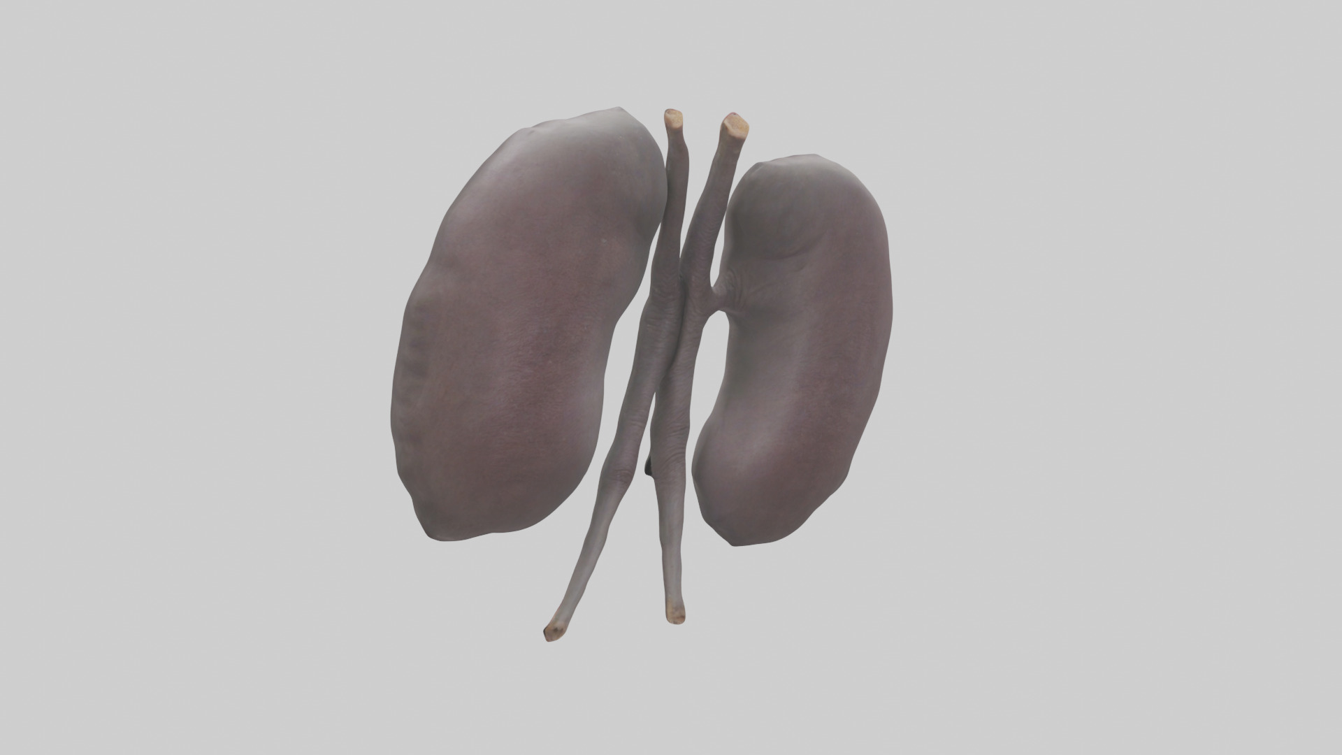 Hippo Kidneys Low-poly 3D model_1