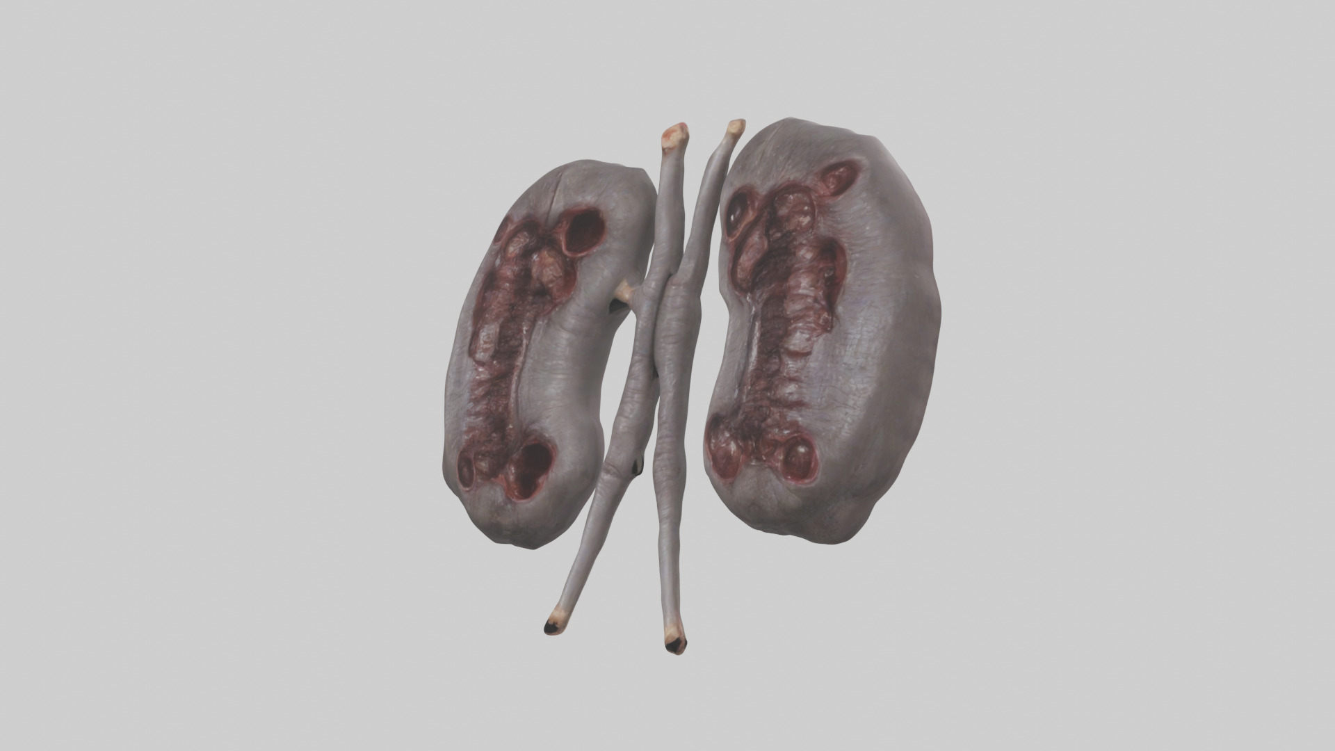 Hippo Kidneys Low-poly 3D model_10