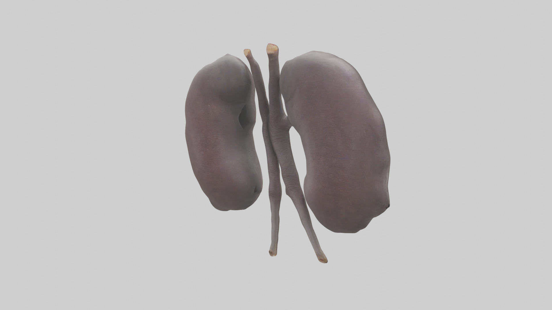 Hippo Kidneys Low-poly 3D model_2