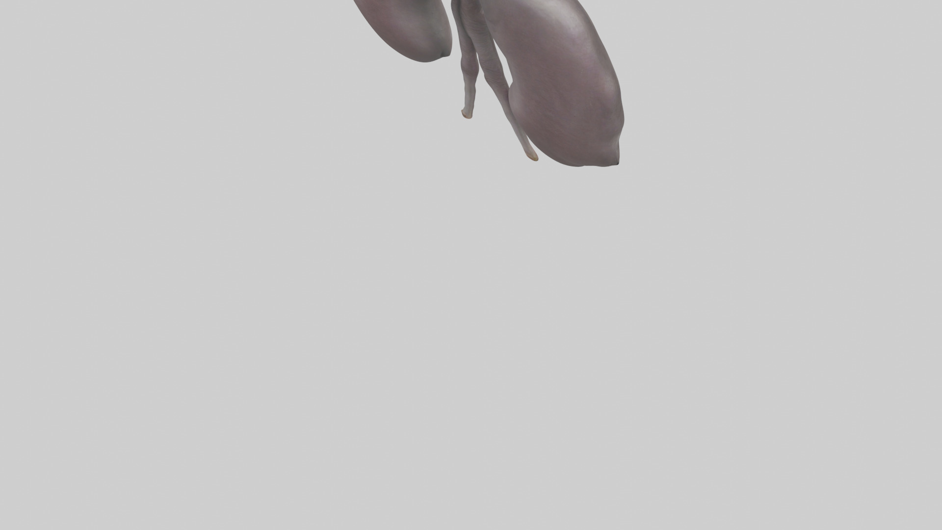 Hippo Kidneys Low-poly 3D model_4