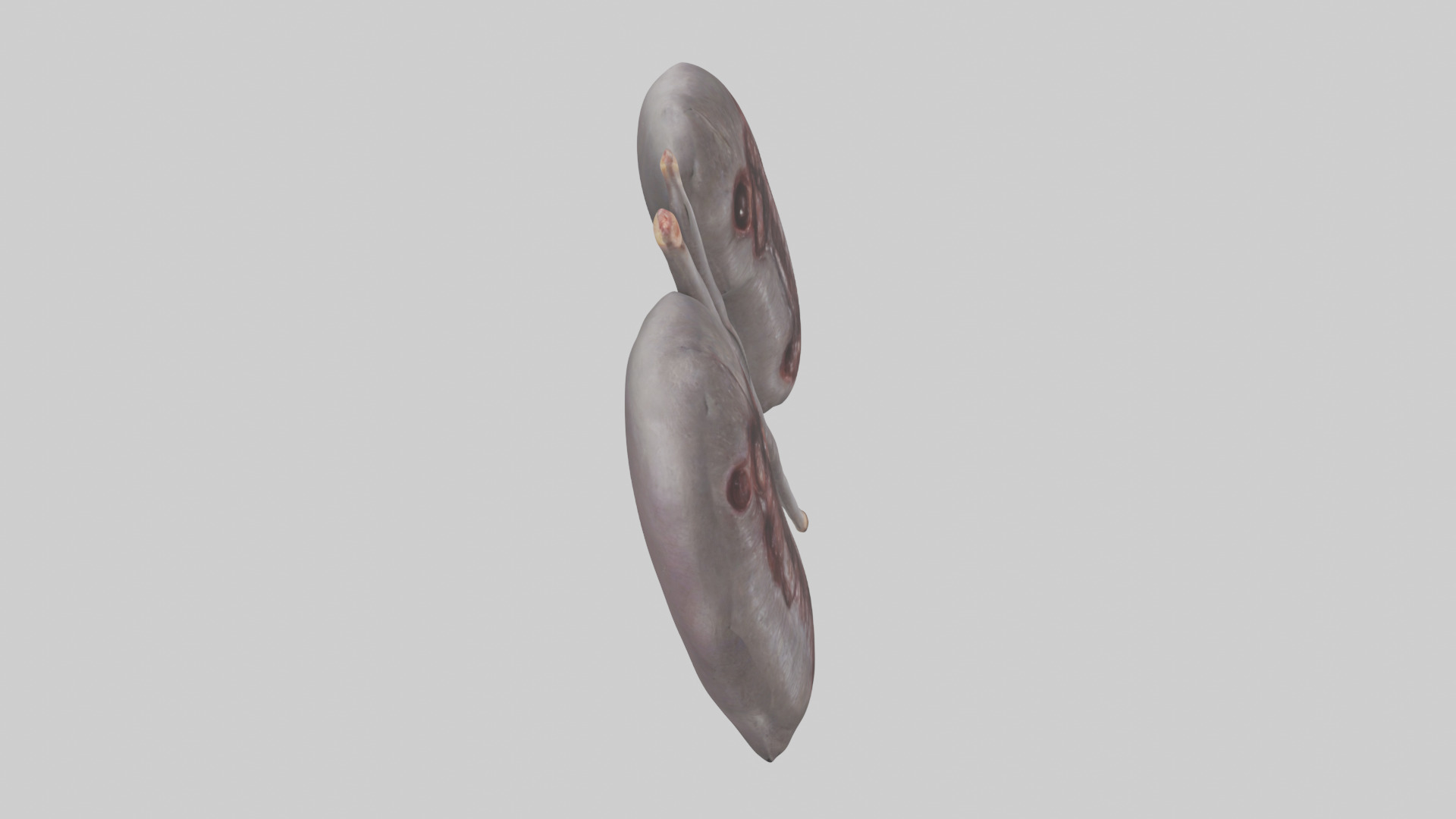 Hippo Kidneys Low-poly 3D model_18